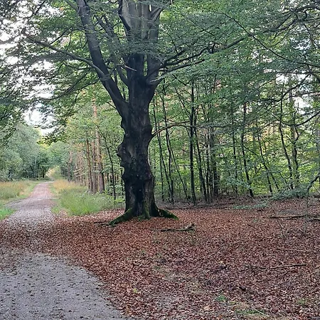 De Bosvlinder *