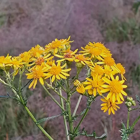 De Bosvlinder * Hoenderloo