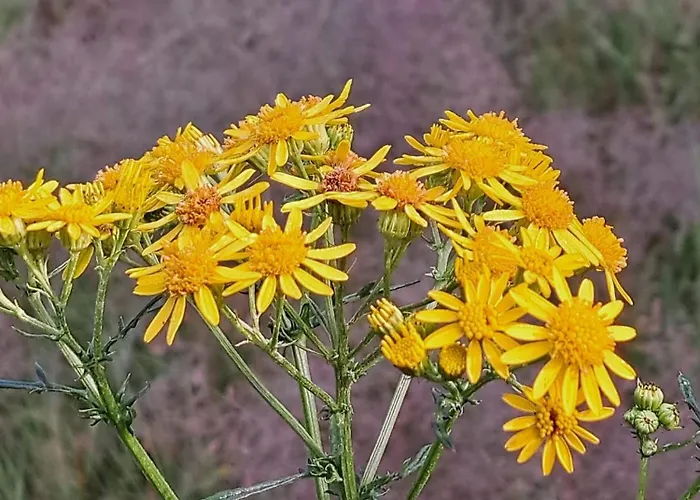 De Bosvlinder * Hoenderloo